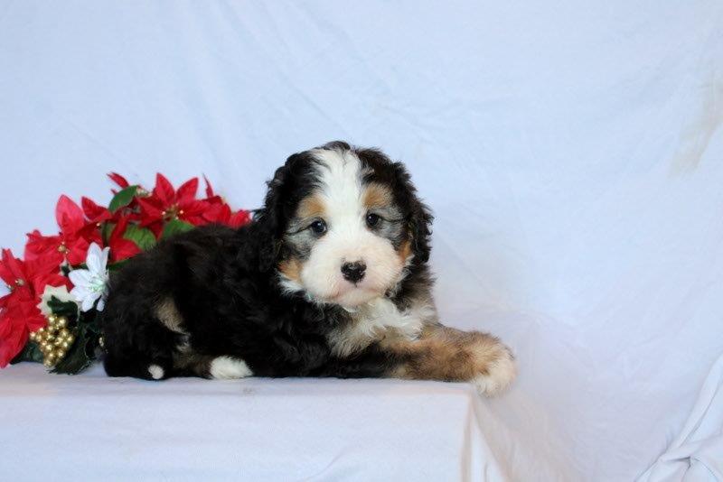 puppy, for, sale, Mini Bernedoodle F2, Matthew B. Stoltzfus, dog, breeder, Gap, PA, dog-breeder, puppy-for-sale, forsale, nearby, find, puppyfind, locator, puppylocator, aca